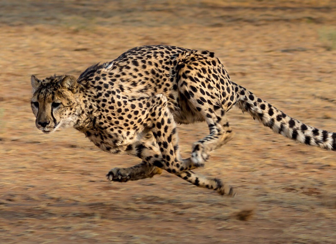 WE’VE GOT TO SAVE THE CHEETAHS!!! … and then the rest of the&nbsp;world…
